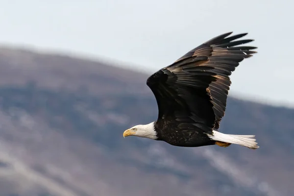 Flying Eagle Bokeh Background — Stock Photo, Image