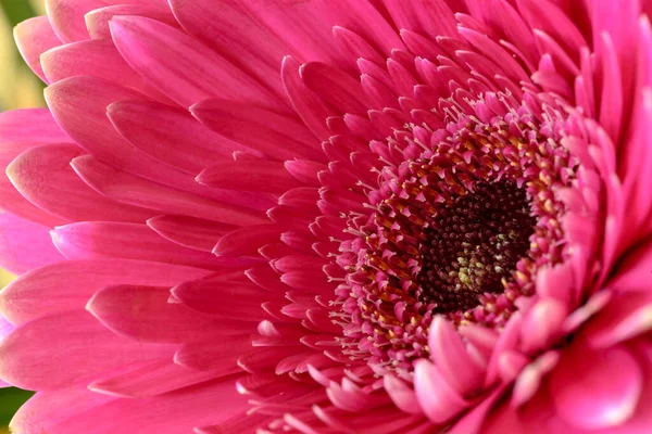 Primo Piano Estremo Rosa Colorato Barberton Daisy Flower Con Sfondo — Foto Stock