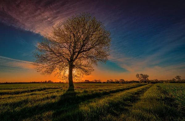 Beautiful View Tree Green Field Colorful Dramatic Sky — Stock Photo, Image