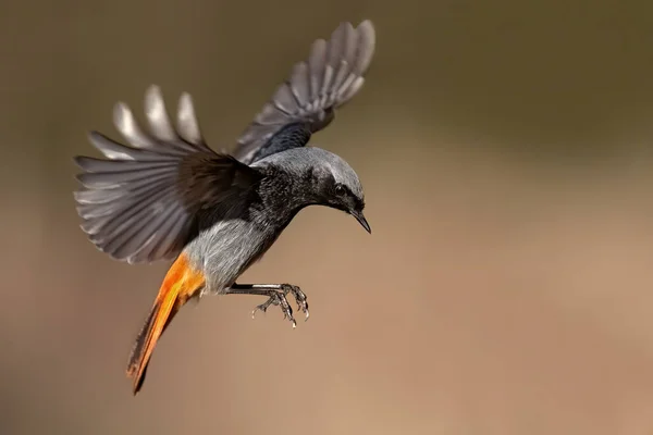 Вид Летящую Птицу Стонечку — стоковое фото