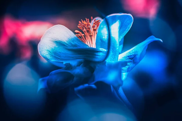 暗いボケの背景を持つ低光の中で美しい花 — ストック写真