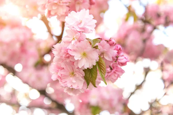 Cherry Blossoms Large Inflorescences Peak Flowering — Stock Photo, Image