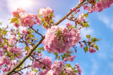 Bahar gökyüzünün arka planında çiçek açan güzel bir sakura dalı..