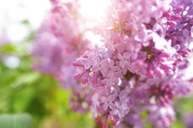 Çalının üzerinde güzel taze leylak çiçekleri.