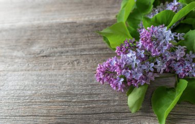 Bir buketteki güzel narin leylak çiçekleri.