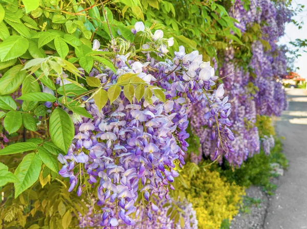Bright Flowers Wisteria Spring Flowering Bush — Stock Photo, Image