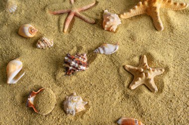 Kumdaki deniz kabukları ve yıldızlar. Yaz hala hayat.