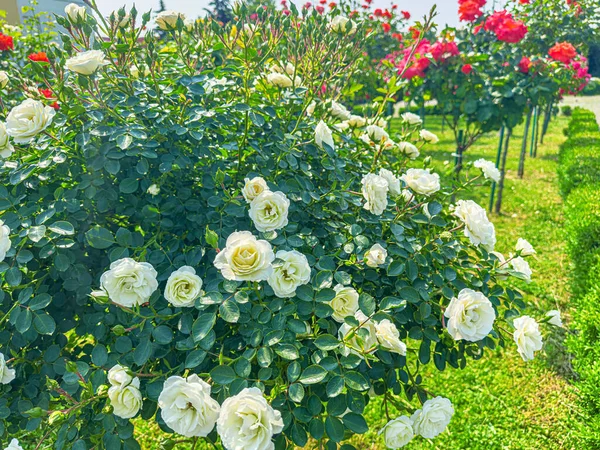 Bloeiende Rozenstruik Tuin Mooie Delicate Bloemen — Stockfoto