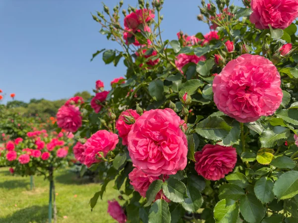 花园里盛开的玫瑰花丛 美丽精致的花朵 免版税图库图片