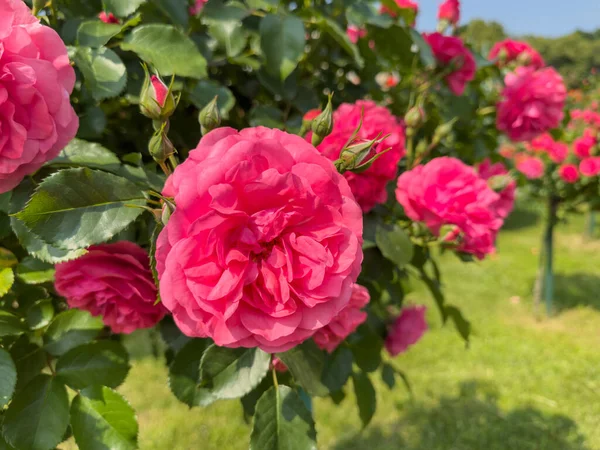 开着花的灌木上开满了艳丽的玫瑰 图库图片