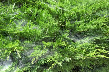 Bir çok küçük örümcek güzel bir kozalaklı çalıya yuva yapar..