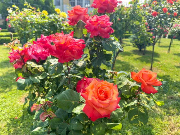 Blooming Rose Bush Garden Beautiful Delicate Flowers — Stock Photo, Image