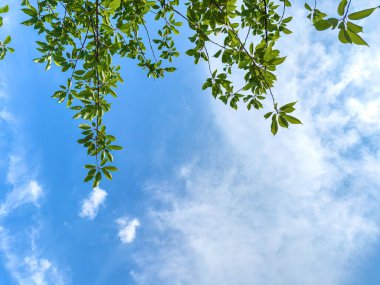 Gökyüzüne karşı büyük bir ağacın tacının bir parçası.