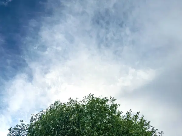 雲が立ち並ぶ空を背景にブッシュの上 テキストのスペースがあります — ストック写真