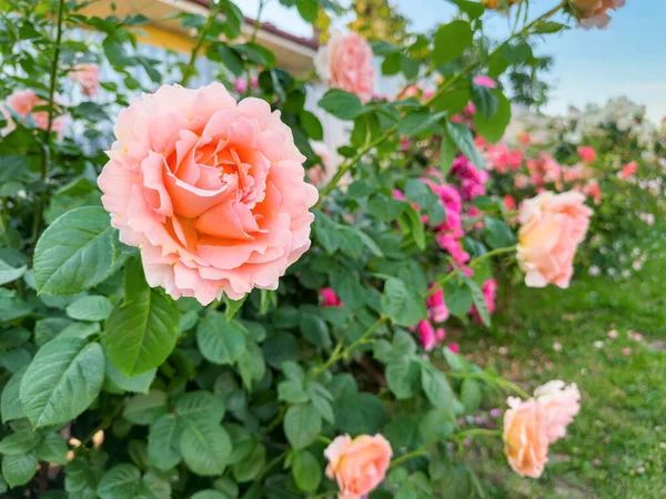 Heldere Roos Bloemen Een Bloeiende Bush — Stockfoto