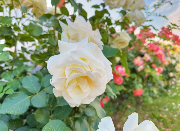 Heldere Roos Bloemen Een Bloeiende Bush — Stockfoto