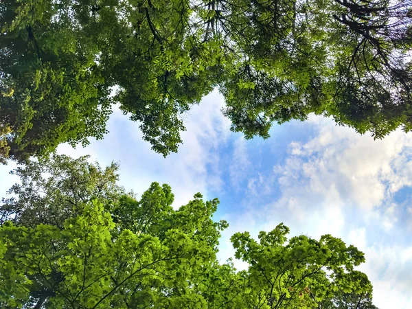 Corona Árboles Con Hojas Verdes Contra Cielo — Foto de Stock