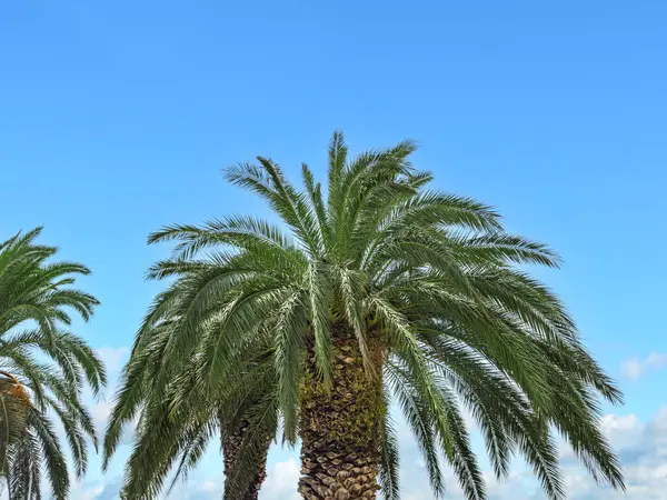 Top Palm Tree Sky Summer Background — Stock Photo, Image