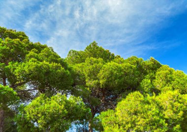 Çam ağaçlarının tepeleri gökyüzüne karşı. Parlak renkler.