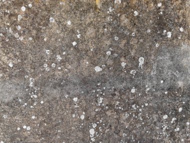 Mantarlı ve yosunlu eski gri duvar.