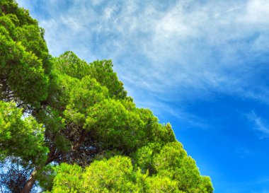 Çam ağaçlarının tepeleri gökyüzüne karşı. Parlak renkler.