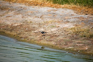 Young birds and chicks basking in the early springtime sunshine