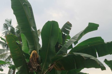 Ağaçtaki doğanın tropik muz yaprağı manzarası