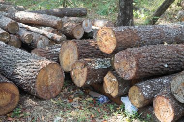 Akasya ağacı kütükleri yığını
