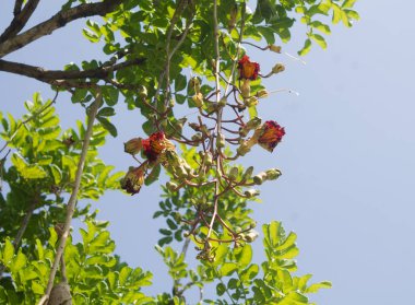 Ulusal parktaki ağaçtaki Kigelia Africana (sosis ağacı) çiçekleri