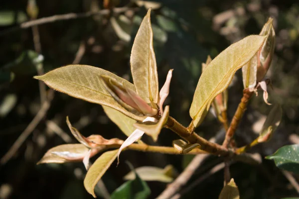 Ağaçtaki altın yapraklar. Yapraklar desenli.