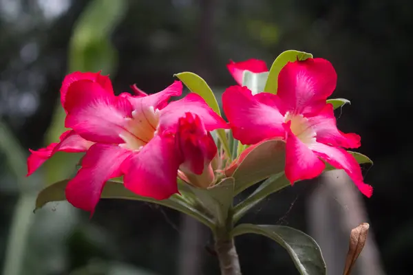 Kırmızı adenyum çiçeğinin beş taç yaprağı vardır. Kırmızı gölgeli adenyum çiçekleri. Adenyum çiçekleri güzel çiçek açar. Duvar kağıtları ve dergi tasarımı için