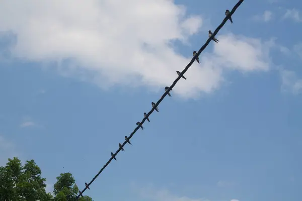 Kuşlar telde, Starlings telefon hattında mavi bir gökyüzüne karşı. Birçok kuş elektrik kablolarına tutunuyor.