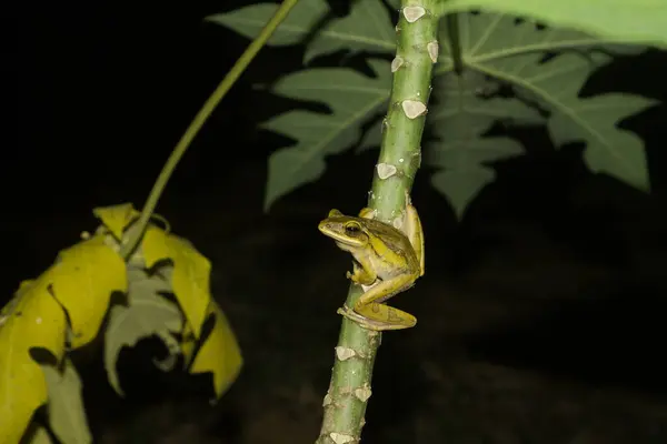 Ağaç kurbağası gece papayaya tırmandı.