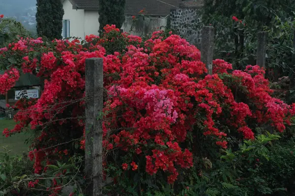 Begonviller sabah çitin duvarında kağıt çiçek açarlar.
