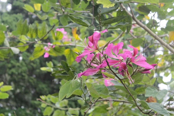 Pembe Bauhinia çiçekleri, çiçek açmış ağaç, mor orkide ağacı, ya da mor Bauhinia.