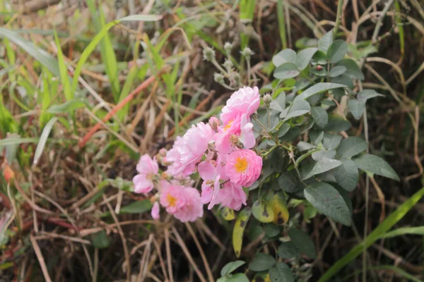 Ağacın üzerinde pembe güller açan bir dal 