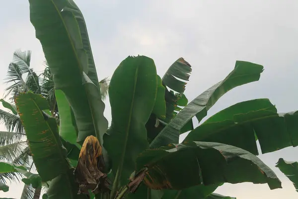 Ağaçtaki doğanın tropik muz yaprağı manzarası