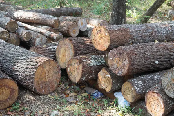 Akasya ağacı kütükleri yığını