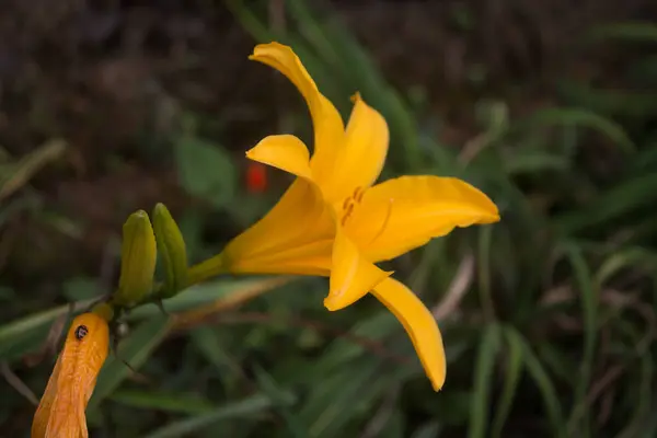 Bahçedeki sarı limon çiçeğini kapat.