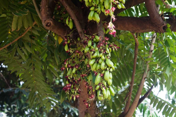 Ağaçta dallı taze averrhoa bilimbi meyvesi