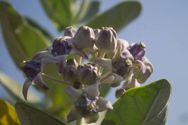 Kalotropis dev çay, taç çiçeği, dev mor yosun çiçeği.