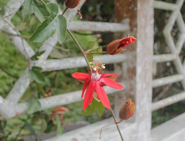 Tropik Kırmızı Çiçek (yaygın adları Kızıl Tutku Çiçeği, Kızıl Tutku Çiçeği, Tutku Sarmaşıkları, Kızıl Çiçekli Tutku Meyvesi, Kızıl Granadilla) 