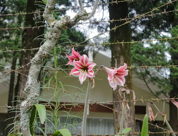 Çiçek açan Amaryllis (Hippeastrum) kırmızı çizgili beyaz çiçek