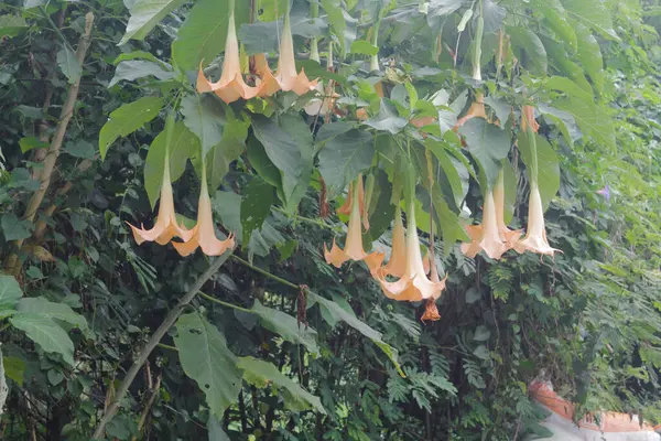 Angel\'s Trumpet Flowers Hanging on the tree.Many yellow orange Brugmansia named angels trumpet or Datura flower blossom