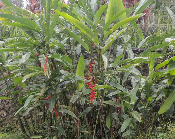 Sahte cennet kuşu ya da Heliconia rostrata Asılı ıstakoz, yengeç pençesi, papağan gagası olarak da bilinir.