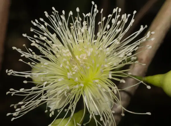 Bir ağaçta çiçek açan makroyu kapat.