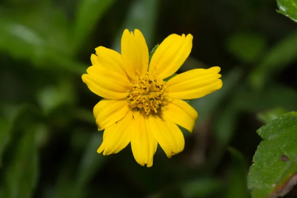 Kapalı makro sarı çalı çiçekleri yeşil yaprakların arasında açar.