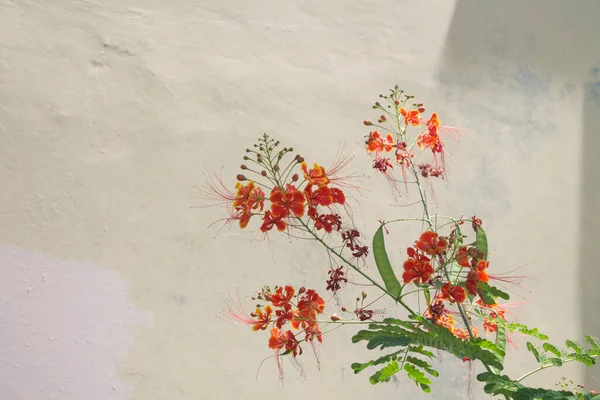 Caesalpinia pulcherrima. Tavus kuşu çiçeği Asya ve Afrika 'ya özgüdür. Süs bitkisi olmak dışında.