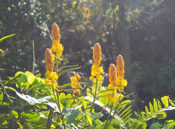 Bahçedeki mum çalılarının altın sarısı çiçeklerine yaklaş. Senna alata