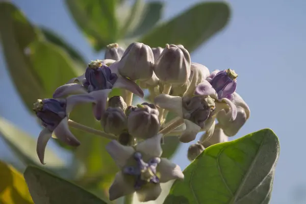 Kalotropis dev çay, taç çiçeği, dev mor yosun çiçeği.